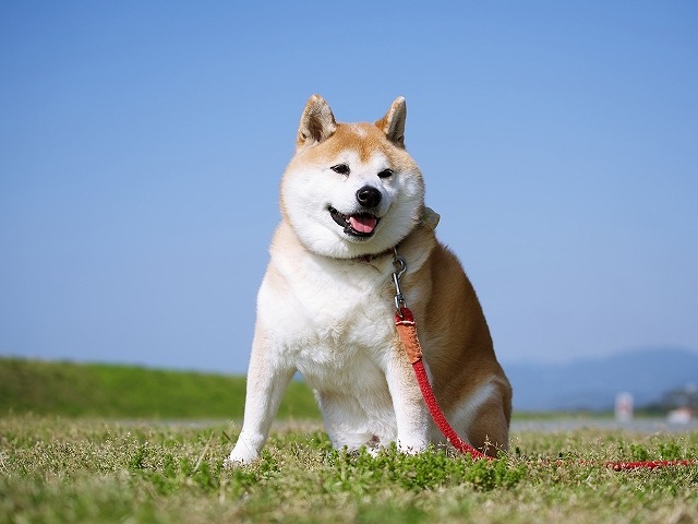犬の写真