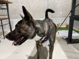 家族のような存在が欲しくて迎えた一匹の犬