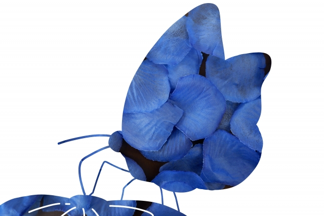 おすすめのfxbutterfly
イメージ