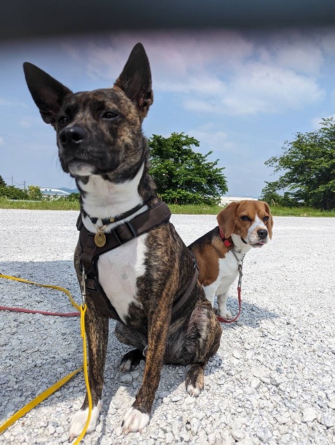 FXで叶ったてんくんの訓練の様子